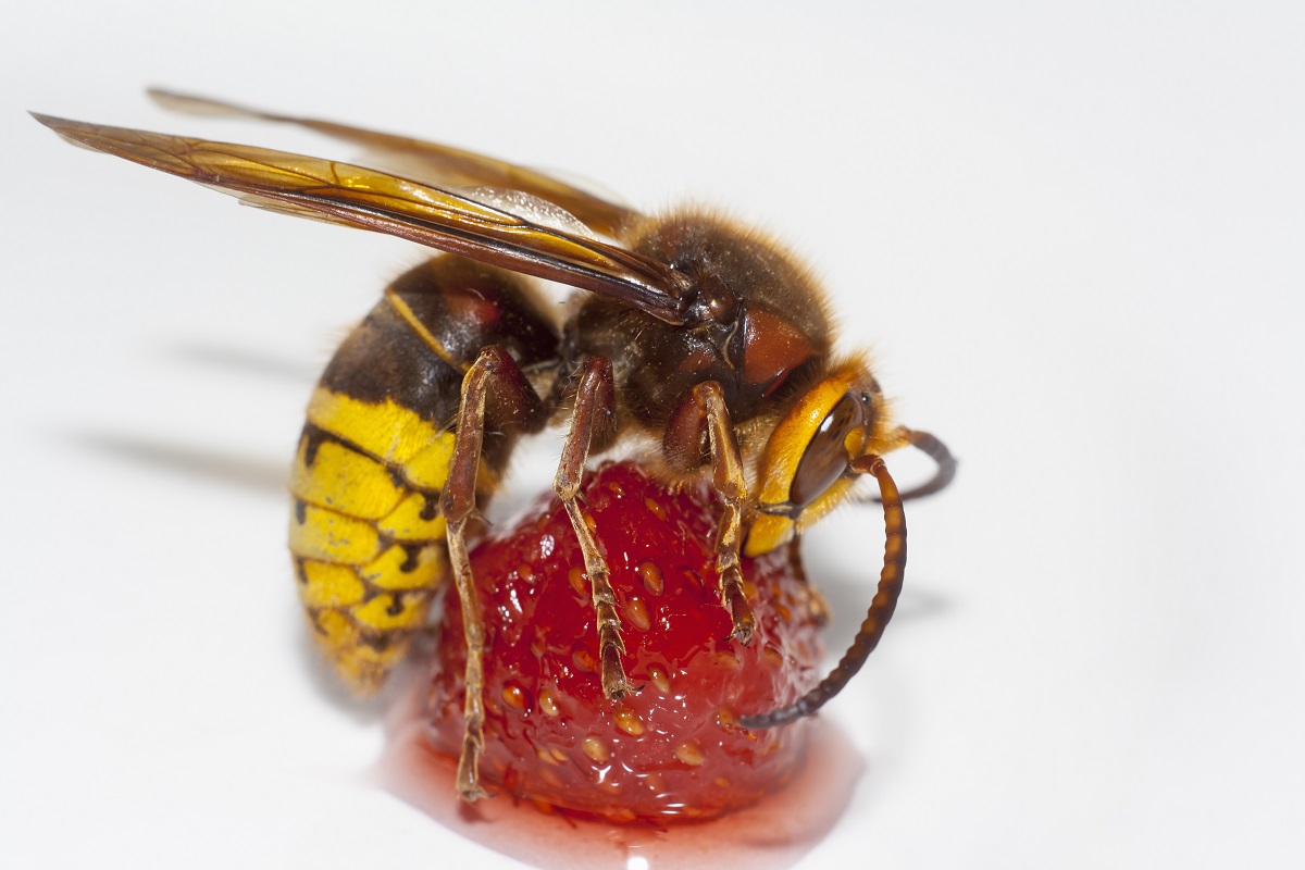 Learn-All-About-the-Murder-Hornet-from-Bee-and-Wasp-Removal-Experts