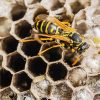 Contact A Bee And Wasp Removal Company Especially during summer