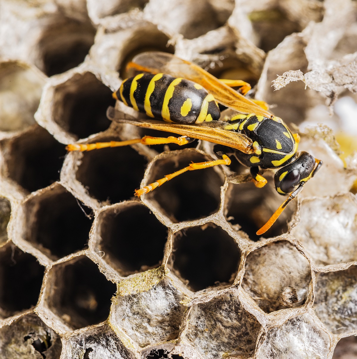 Contact A Bee And Wasp Removal Company Especially during summer