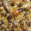 Learn-All-About-The-Queen-Bee-From-The-Bee-And-Wasp-Removal-Professionals