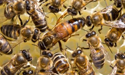 Learn-All-About-The-Queen-Bee-From-The-Bee-And-Wasp-Removal-Professionals