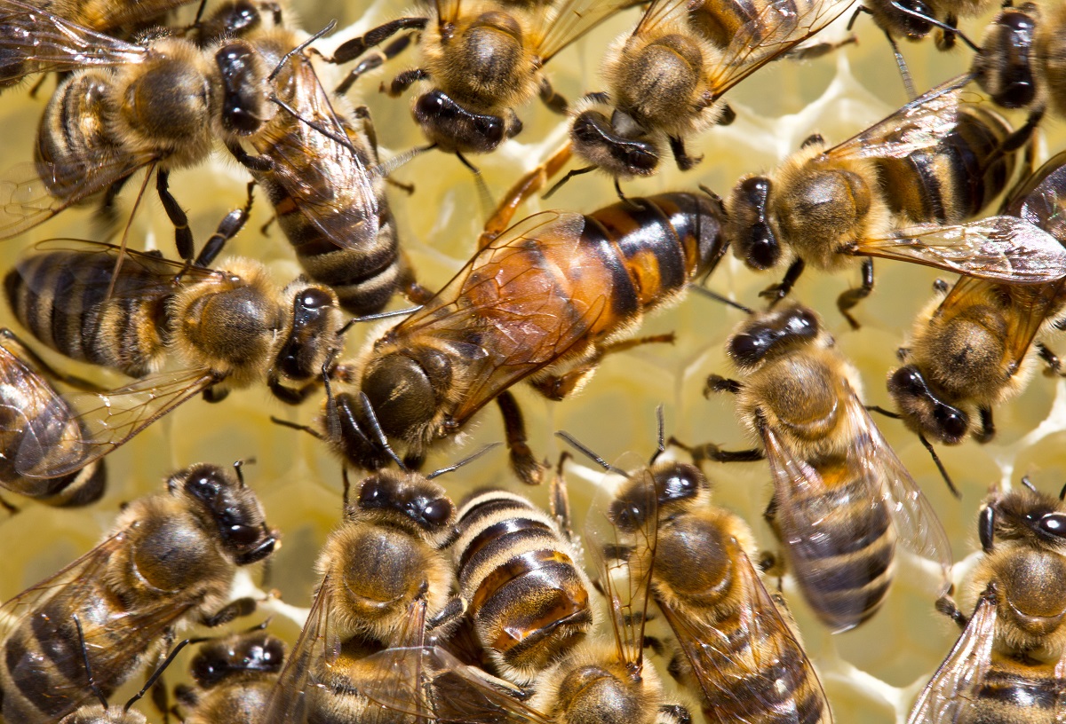 Learn-All-About-The-Queen-Bee-From-The-Bee-And-Wasp-Removal-Professionals