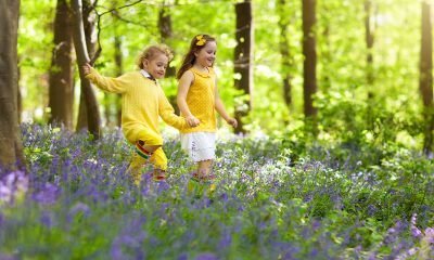 Children-Need-A-Stinging-Insect-Education-From-Bee-Removal-Professionals