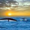 Encounter-the-Many-Animals-That-Live-in-Our-Oceans-at-Orange-County-Events-Like-Whale-Watching-Tours-in-Newport-Beach