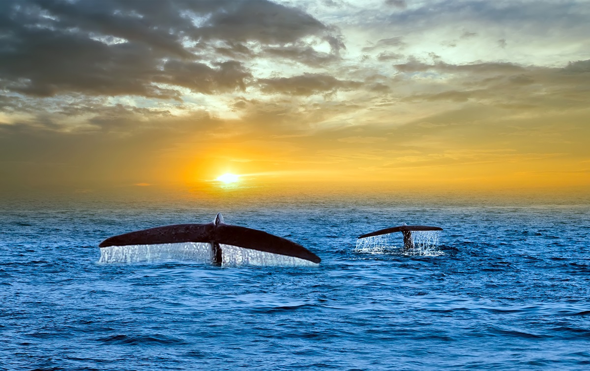 Encounter-the-Many-Animals-That-Live-in-Our-Oceans-at-Orange-County-Events-Like-Whale-Watching-Tours-in-Newport-Beach