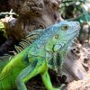 Why-going-to-The-Reptile-Zoo-is-one-of-the-best-things-to-do-in-Orange-County