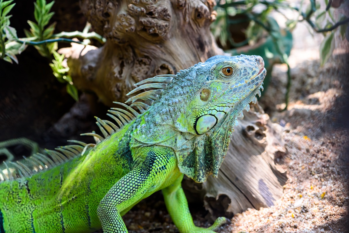 Why-going-to-The-Reptile-Zoo-is-one-of-the-best-things-to-do-in-Orange-County