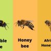 Understanding-species-can-greatly-help-bee-removal-professionals-in-Orange-County