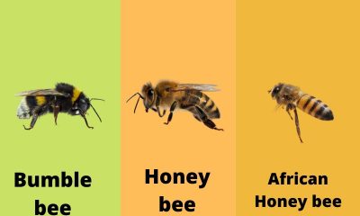 Understanding-species-can-greatly-help-bee-removal-professionals-in-Orange-County