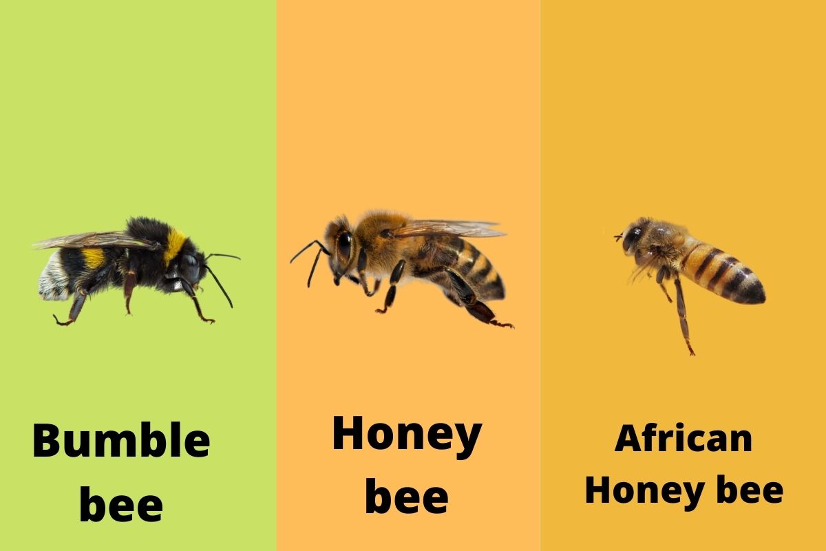 Understanding-species-can-greatly-help-bee-removal-professionals-in-Orange-County