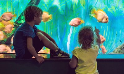 Put-visiting-one-of-the-aquariums-on-your-list-of-things-to-do-in-Orange-County