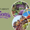 Things-to-do-in-Orange-County-at-Knotts-Berry-Farm