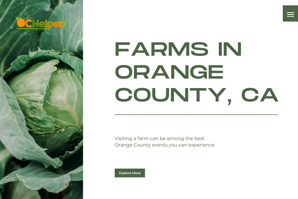 Why-not-visit-a-farm-the-next-time-you-need-some-Orange-County-events-to-go-to