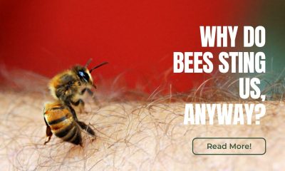 hire-an-Orange-County-bee-removal-service-to-prevent-being-stung-by-bees