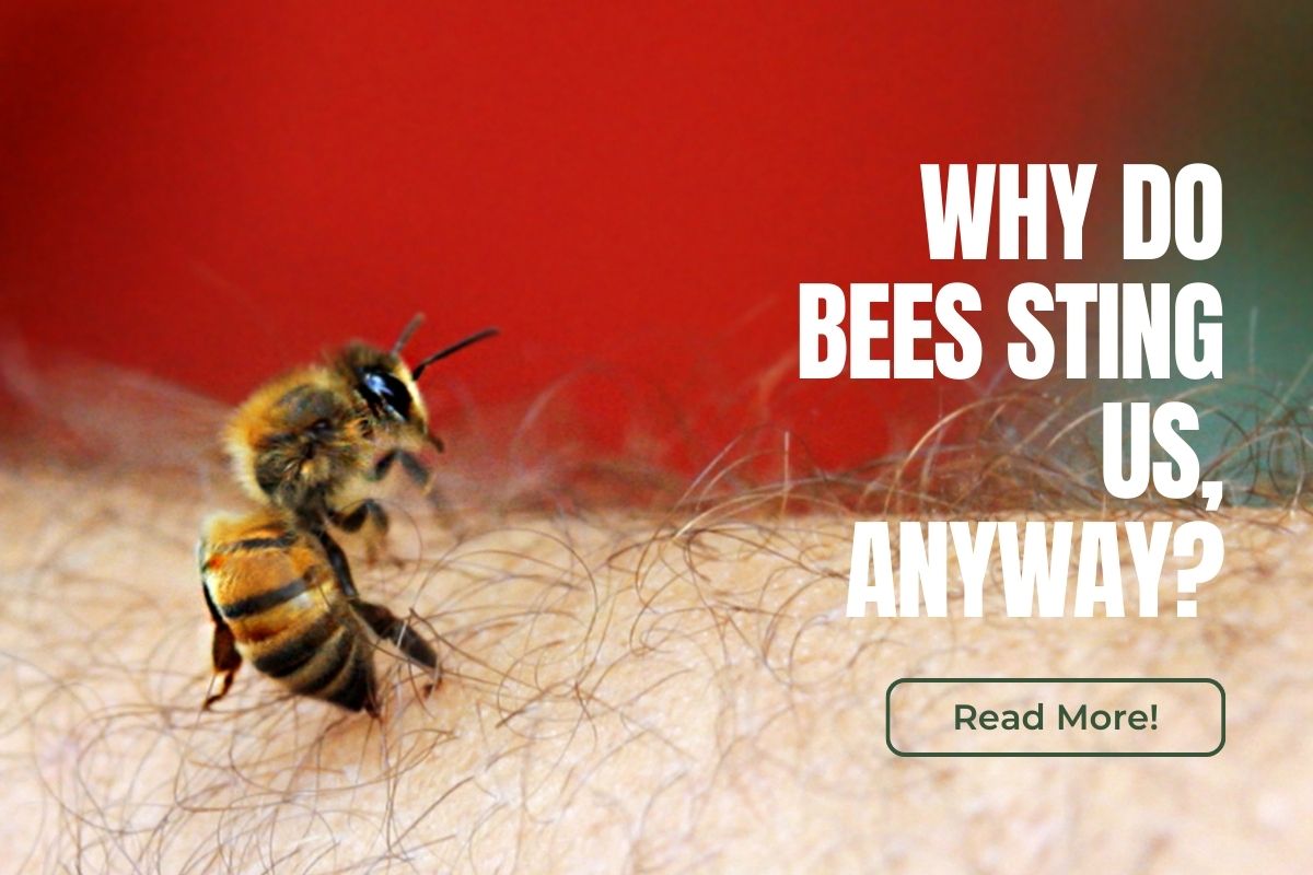hire-an-Orange-County-bee-removal-service-to-prevent-being-stung-by-bees
