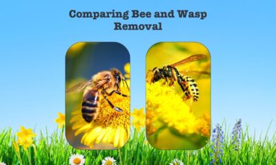 learn-the-difference-between-bee-and-wasp-removal-1200-×-800