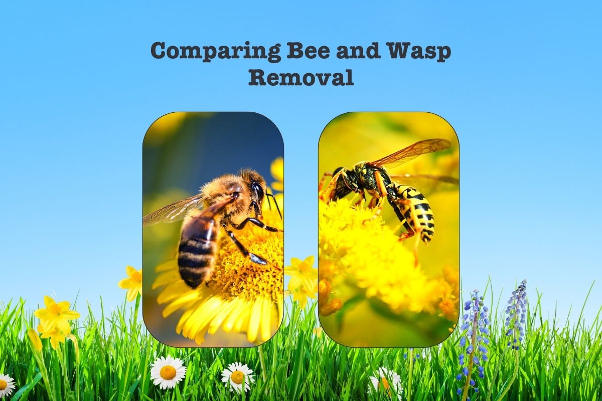 learn-the-difference-between-bee-and-wasp-removal-1200-×-800