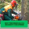 orange-county-tree-removal-is-necessary-this-spring