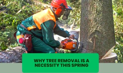 orange-county-tree-removal-is-necessary-this-spring