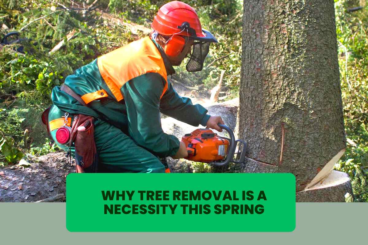 orange-county-tree-removal-is-necessary-this-spring
