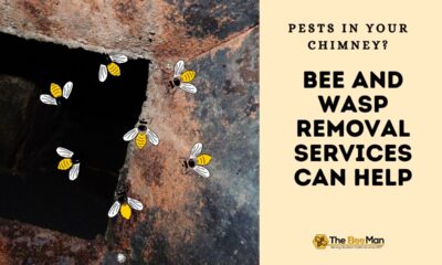 eliminate-chimney-problem-with-bee-and-wasp-removal
