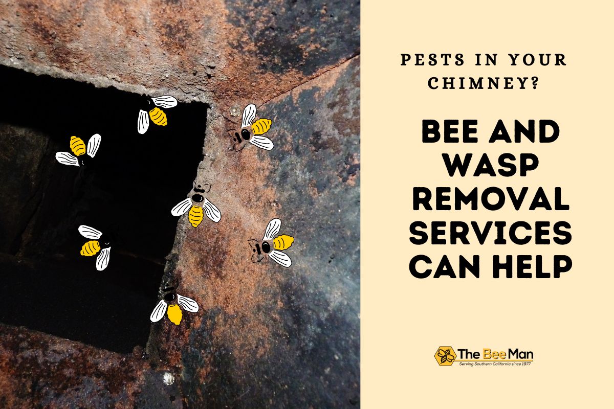 eliminate-chimney-problem-with-bee-and-wasp-removal