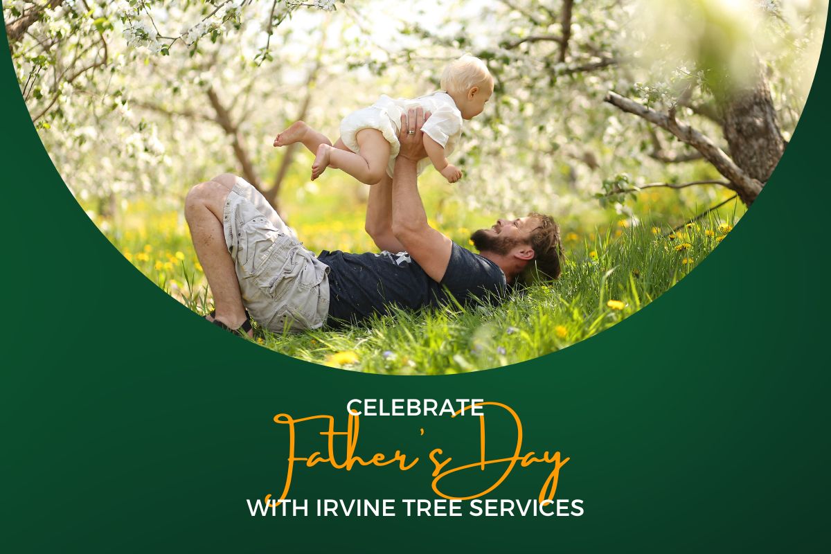 hire-irvine-tree-services-for-dad