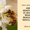 explore-bee-diet-and-benefit-of-bee-and-wasp-removal