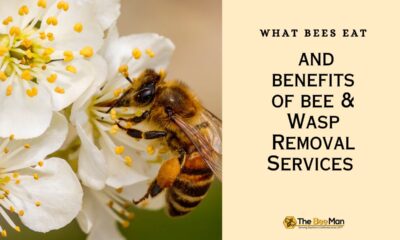 explore-bee-diet-and-benefit-of-bee-and-wasp-removal