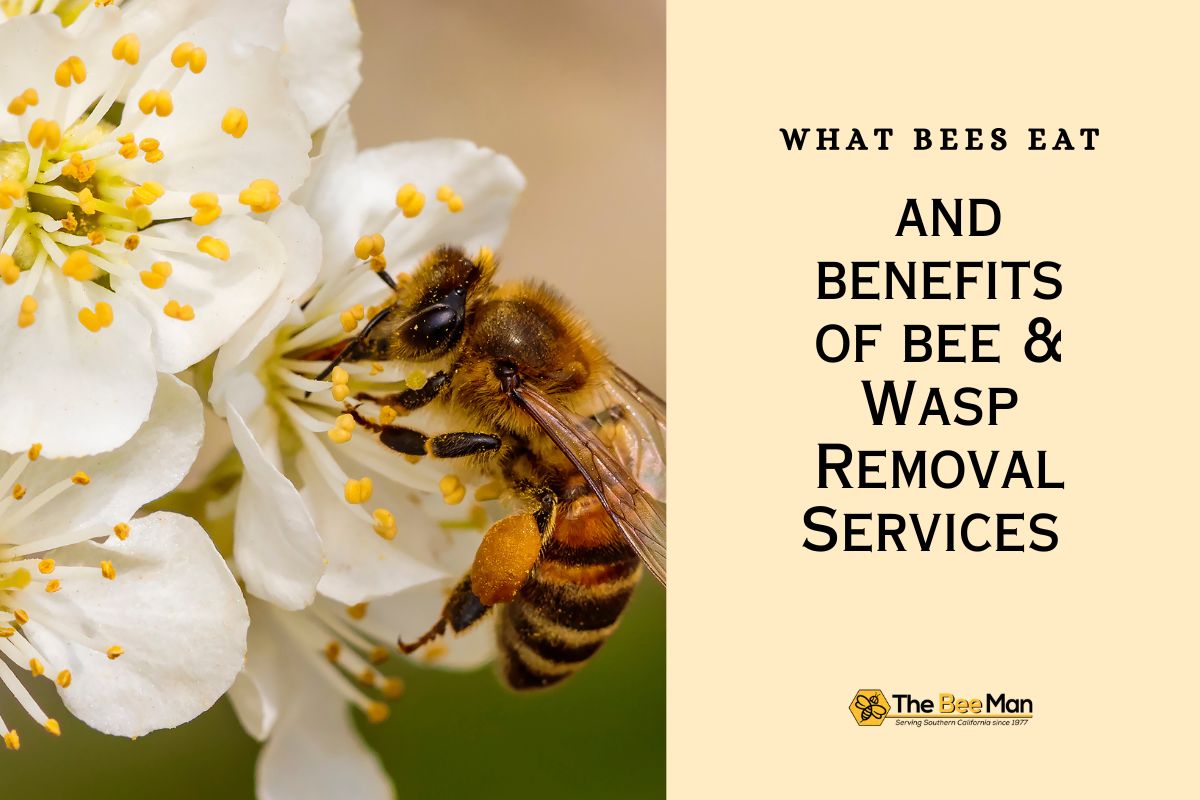 explore-bee-diet-and-benefit-of-bee-and-wasp-removal