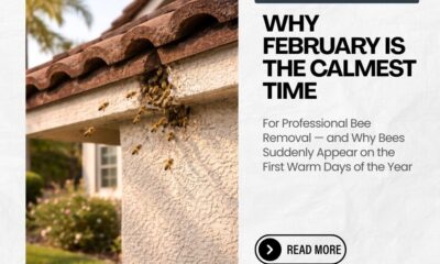 Why-February-Is-the-Calmest-Time-For-Professional-Bee-Removal-—-and-Why-Bees-Suddenly-Appear-on-the-First-Warm-Days-of-the-Year-Facebook-Post