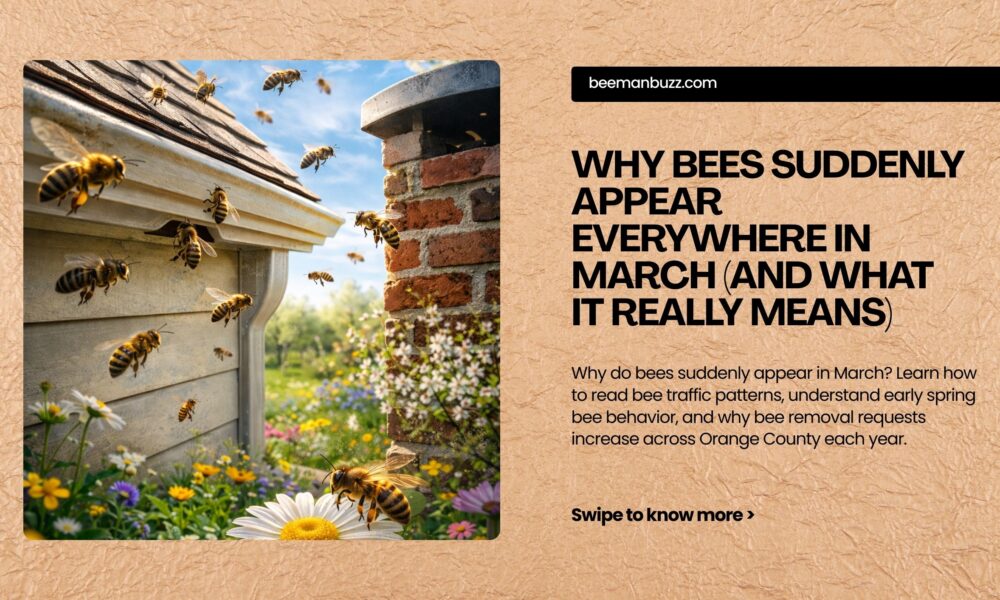 Why Bees Suddenly Appear Everywhere in March (And What It Really Means ...