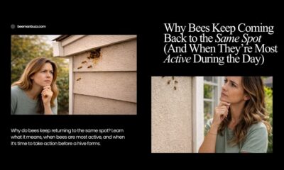Why-Bees-Keep-Coming-Back-to-the-Same-Spot-And-When-Theyre-Most-Active-During-the-Day-website