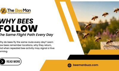 Why-Bees-Follow-the-Same-Flight-Path-Every-Day