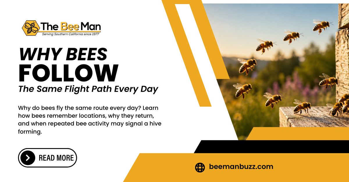 Why-Bees-Follow-the-Same-Flight-Path-Every-Day