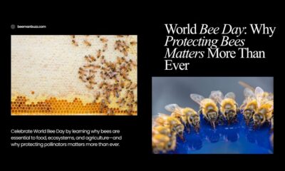 World-Bee-Day-Why-Protecting-Bees-Matters-More-Than-Ever-website