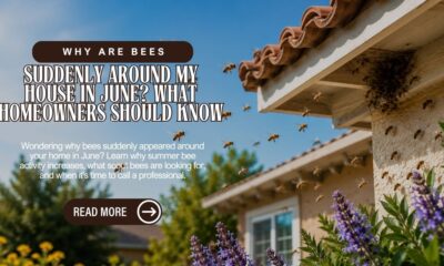 Why-Are-Bees-Suddenly-Around-My-House-in-June-What-Homeowners-Should-Know