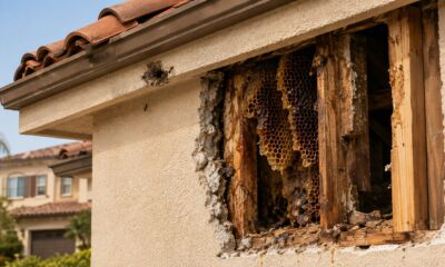 Honeycomb-left-inside-an-exposed-wall-and-roof-cavity-of-an-Orange-County-home-after-bee-removal