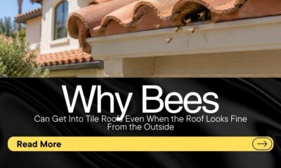 Why-Bees-Can-Get-Into-Tile-Roofs-Even-When-the-Roof-Looks-Fine-From-the-Outside